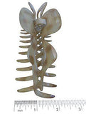 Parcelona French Extra Large Ivory Brown Covered Spring Jaw Hair Claw Clip-PARCELONA-ebuyfashion.com